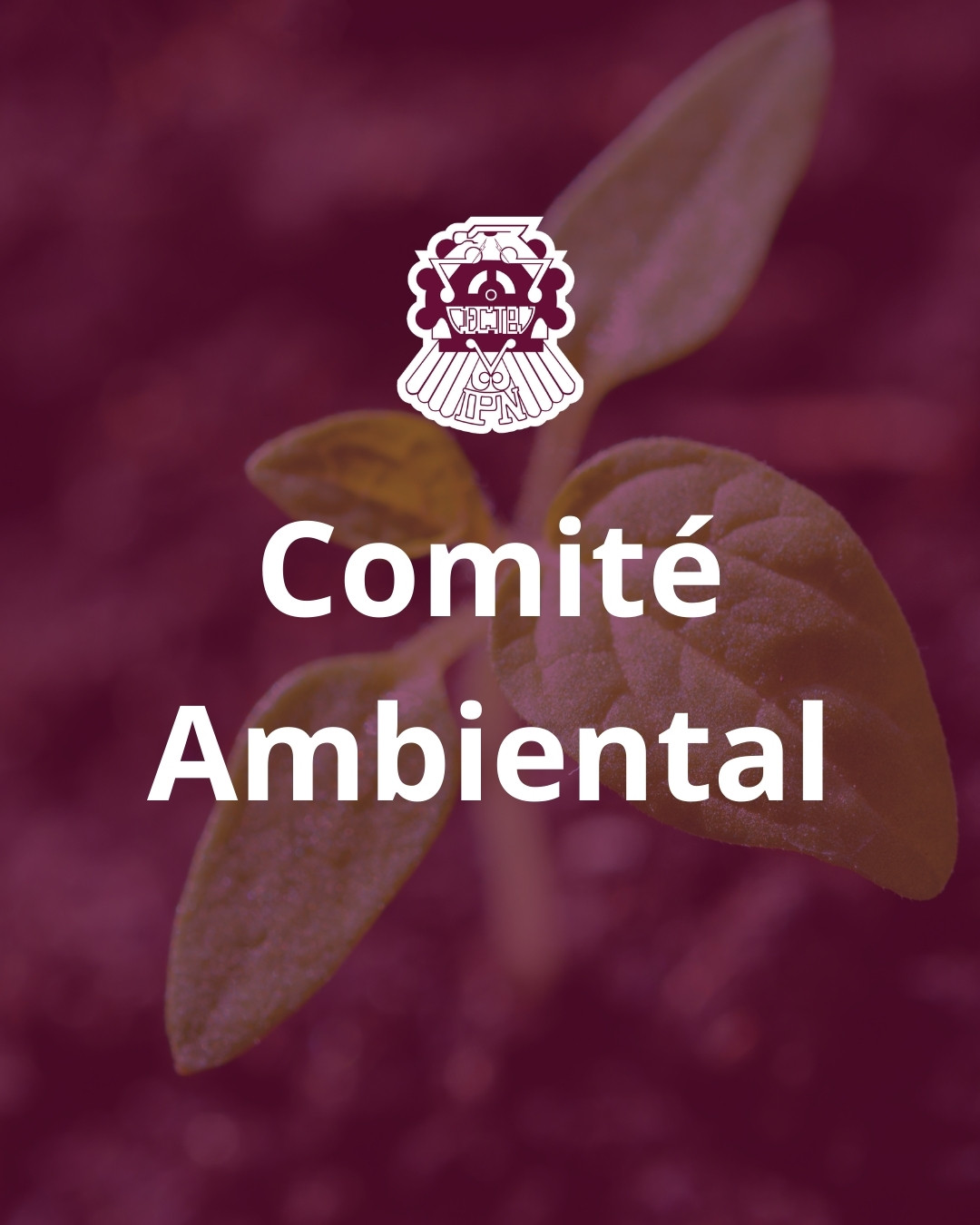 Comité Ambiental